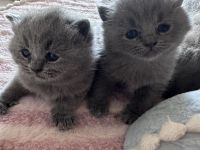 Britisch Kurzhaar Kitten