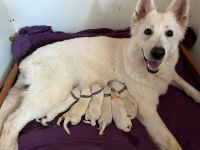 Weisser Schweizer Schäferhund Welpen