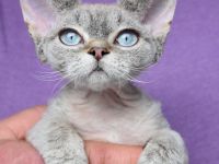 Devon Rex Kitten mit Ahnen, EU Pass und Gesundheitszeugnis.