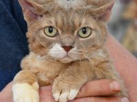 Devon Rex Kitten mit Ahnen, EU Pass und Gesundheitszeugnis.