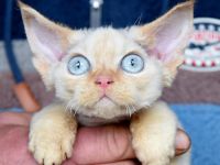 Devon Rex Kitten mit Ahnen, EU Pass und Gesundheitszeugnis.