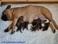 Continental Bulldog Welpen (VDH-FCI)