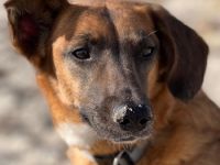 Georgia, geb. ca. 05/2019, lebt bei einer Familie in 13503 Berlin