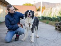 Großer, wunderschöner Carlos sucht ein passendes Zuhause
