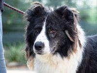 Großer, wunderschöner Carlos sucht ein passendes Zuhause