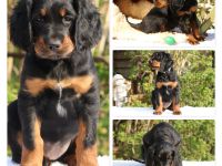 Hübsche Gordon Setter Welpen aus Liebhaberzucht als Familienhunde Anfang Mai abzugeben