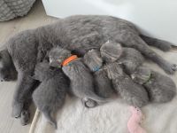 BKH Kitten, britisch kurzhaar Kitten, weiblich, männlich, Farbe Blue und Tabby