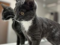 Britische Kurzhaar mischling Katze