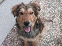 Süßer Porridge wartet auf seine Chance - Willst du ihm ein Zuhause geben?