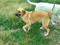 Abby, Aika, Aron und Ayla lieb und verspielt