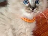 Hl.Birma-Ragdoll Edelmix-Kitten