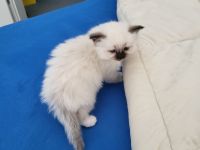 Heilige Birmas vom Züchter