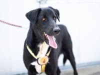 Helios sucht ein neues Traum-Zuhause.