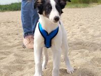 Silken Windsprite Welpen vom Wellenspiel mit Ahnentafel