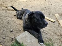 Cano Corso LUKE
