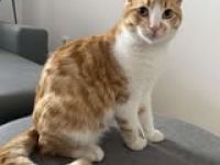 LIONEL ❤ TRAUMKATER