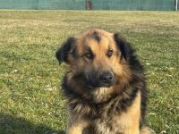 Loyaler Piky sucht seine Menschen