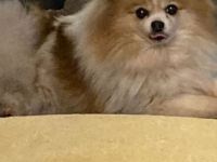 Zwei bildschöne ältere Pomeranian Hündinnen suchen ihr Traumzuhause 200. Euro Schutzgebühr