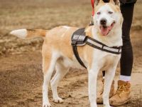 Gabriel, große Schmusebacke verträgt sich mit allen Hunden