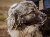 Irina, ruhig, sanft und zurückhaltend