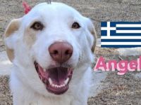 Angel, 04/23 - Engelchen sucht Familie