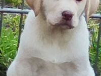 Wir haben ab Sofort Reinrassige Labrador Welpen abzugeben.