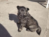 Wolfsspitz Welpen ab Früh Jahr 2026