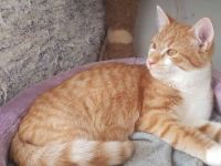 Garfield - Schönheit sucht Familie