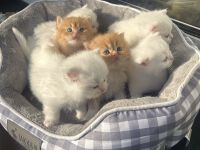 Süße BLH/BKH Kitten