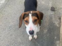 Baly- Abenteuer an deiner Seite⭐️🐶