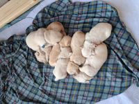 Reinrassige Labradorwelpen zu verkaufen