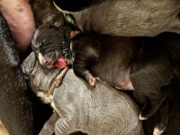 Tolle Deutsche Doggen Welpen suchen Bestplatz