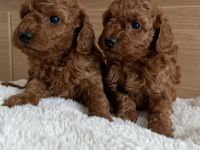 Toy Pudel -Welpen