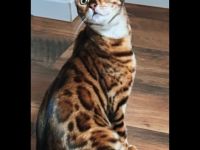 Reinrassige Bengalkitten