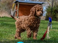 Königspudel / Großpudel in Fawn