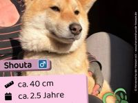 Shouta - Angsthund sucht erfahrene Familie