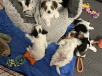 Biewer Yorkshire Terrier Welpen