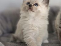 LETZTE, Wunderschöne Heilige Birma-Kitten