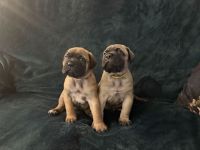 Bullmastiff Welpen