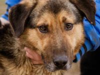 Jeromos, mit vielen Flausen im Kopf