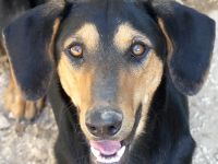 Kiss und Kovo, Mischlinge