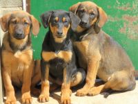 Kiss und Kovo, Mischlinge