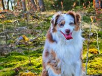 Mini Australian Shepherd Deckrüde, Red Merle