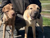 Sharpei  Rückzüchttung