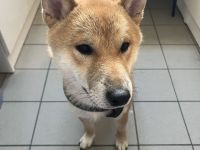 shiba inu