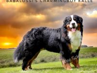 Berner Sennenhund Deckrüde