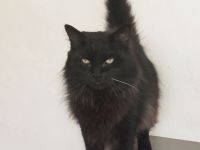 Norweger Cain wartet in Berlin auf ein Zuhause - eilt sehr!