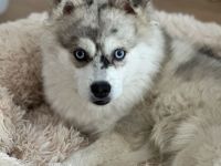 Deckrüde in seltener Sable Merle Farbe