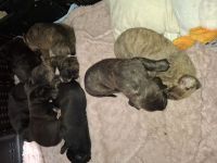 Kleine amerikanische Bulldoggen /Malinois Mix Welpen suchen ein Zuhause