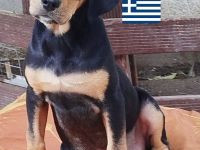 Oskar, Olga, Olive und Otto 01/25 - süße Brackenbabys suchen ihre Familien